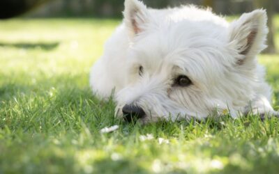 PERCHE’ UN CANE FELICE NON HA BISOGNO DEL GIARDINO